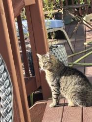 Lost Male Cat last seen R w Johnson rd, Tumwater, WA 98512