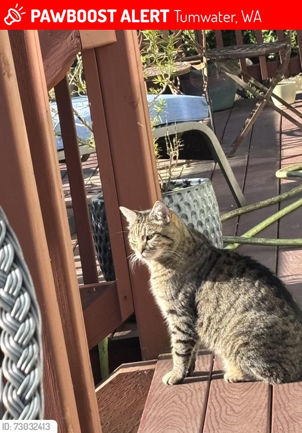 Lost Male Cat last seen R w Johnson rd, Tumwater, WA 98512