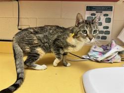 Shelter Stray Female Cat last seen Near BLOCK ARABESQUE LP, COLORADO SPRINGS, CO 80924, 610 Abbot Ln, Colorado Springs, CO 80905, USA