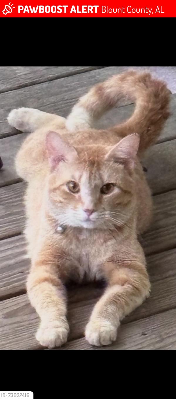 Lost Male Cat last seen Missing off of Shipp Lane, Blount County, AL 35180