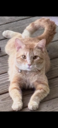 Lost Male Cat last seen Missing off of Shipp Lane, Blount County, AL 35180
