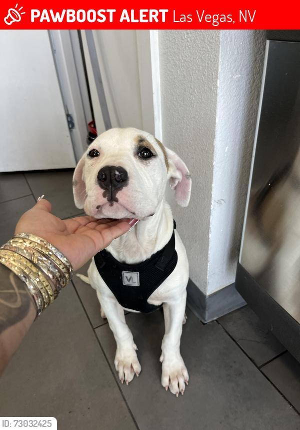Lost Female Dog last seen Lamb & Bonanza , Las Vegas, NV 89110