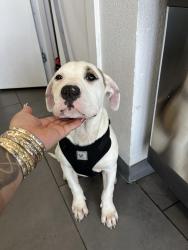 Lost Female Dog last seen Lamb & Bonanza , Las Vegas, NV 89110