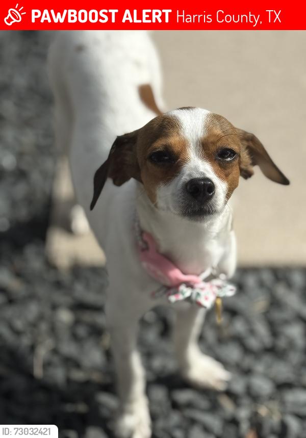 Lost Female Dog last seen Carlisle Valley Trace and Greenwood Orchard , Harris County, TX 77493