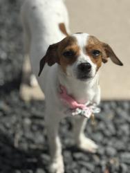 Lost Female Dog last seen Carlisle Valley Trace and Greenwood Orchard , Harris County, TX 77493