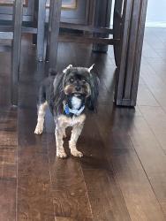 Lost Female Dog last seen Silo, Arlington, TX 76018