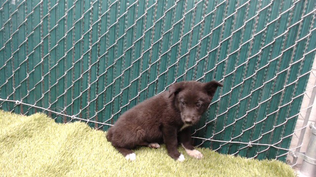 Shelter Stray Male Dog last seen , 11258 Garfield Ave, Downey, CA 90242, USA