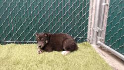 Shelter Stray Male Dog last seen , 11258 Garfield Ave, Downey, CA 90242, USA