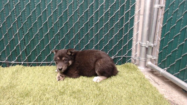 Shelter Stray Male Dog last seen , 11258 Garfield Ave, Downey, CA 90242, USA