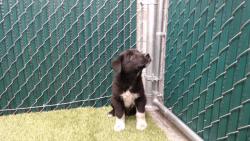 Shelter Stray Male Dog last seen , 11258 Garfield Ave, Downey, CA 90242, USA