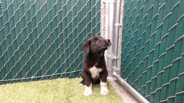 Shelter Stray Male Dog last seen , 11258 Garfield Ave, Downey, CA 90242, USA