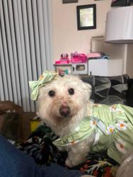 Lost Female Dog last seen Lancaster Dr and Ward St, Hayesville, OR 97305