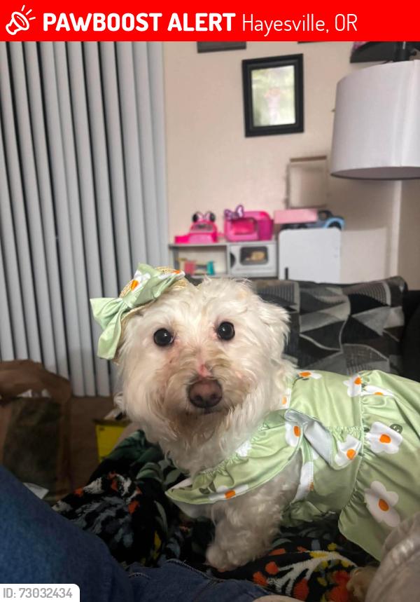 Lost Female Dog last seen Lancaster Dr and Ward St, Hayesville, OR 97305