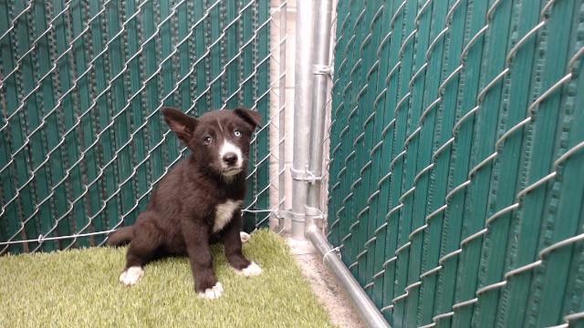 Shelter Stray Female Dog last seen , 11258 Garfield Ave, Downey, CA 90242, USA