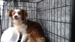 Shelter Stray Female Dog last seen , 11258 Garfield Ave, Downey, CA 90242, USA
