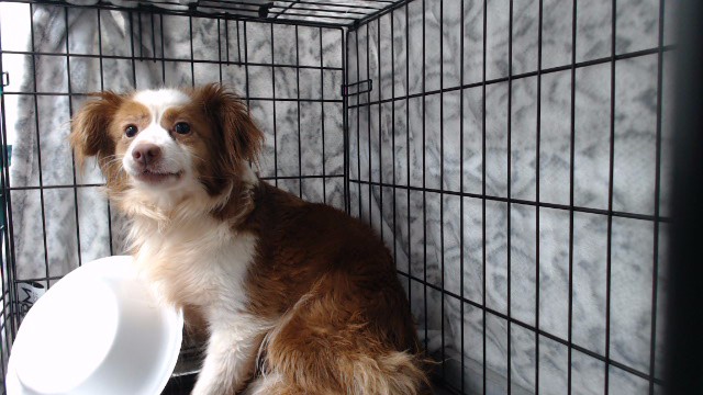 Shelter Stray Female Dog last seen , 11258 Garfield Ave, Downey, CA 90242, USA