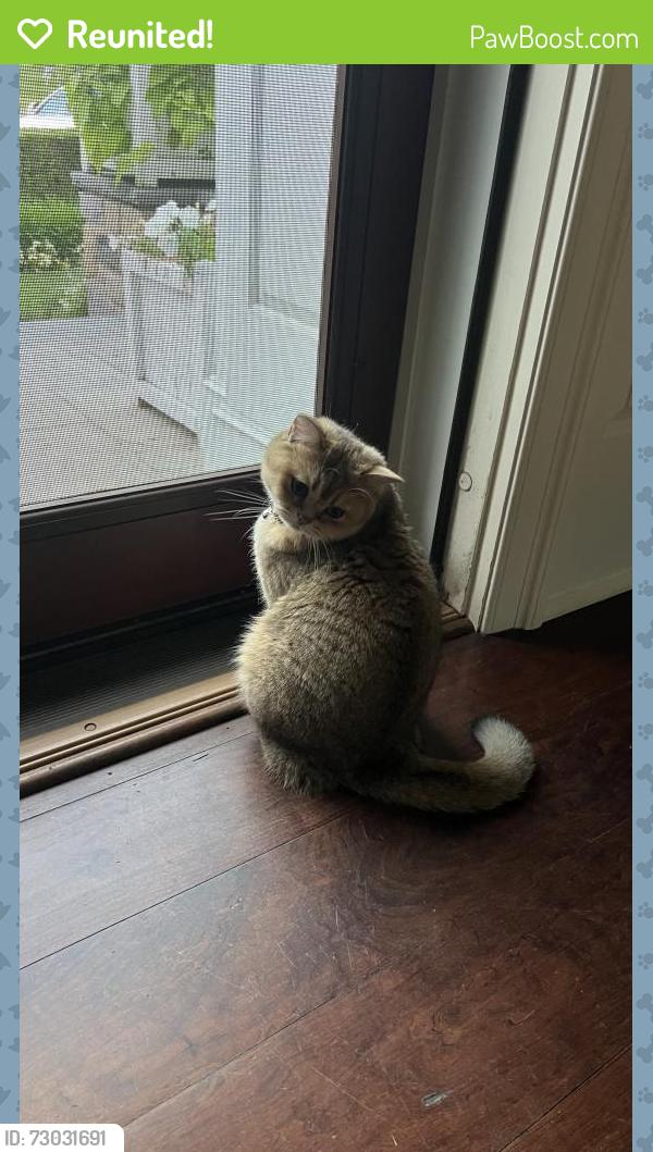 Reunited Female Cat last seen 252/ Buttonwood Rd Berwyn PA, Berwyn, PA 19312
