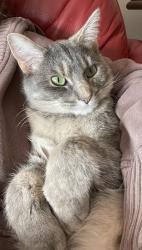 Lost Female Cat last seen Packer Dr or McCutcheon, Hudson, WI 54016