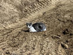 Found/Stray Female Cat last seen Wyland Dr and Wayne Heintz Way, Elk Grove, CA 95624