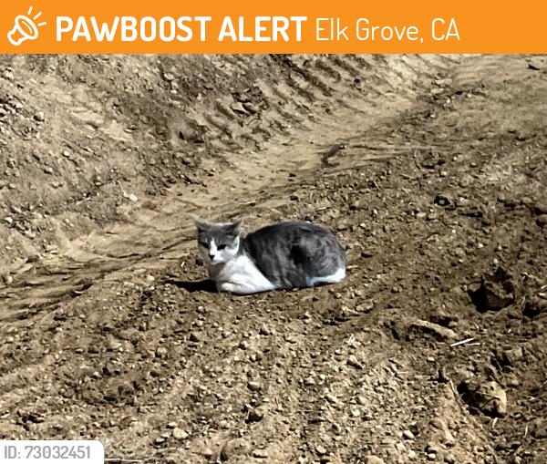 Found/Stray Female Cat last seen Wyland Dr and Wayne Heintz Way, Elk Grove, CA 95624