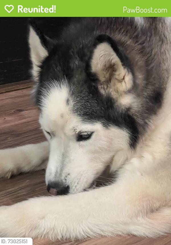 Reunited Female Dog last seen Near King Dr SE, Conyers, GA 30094, USA, Conyers, GA 30094
