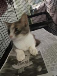 Shelter Stray Female Cat last seen , 1850 W 60th St, Los Angeles, CA 90047, USA