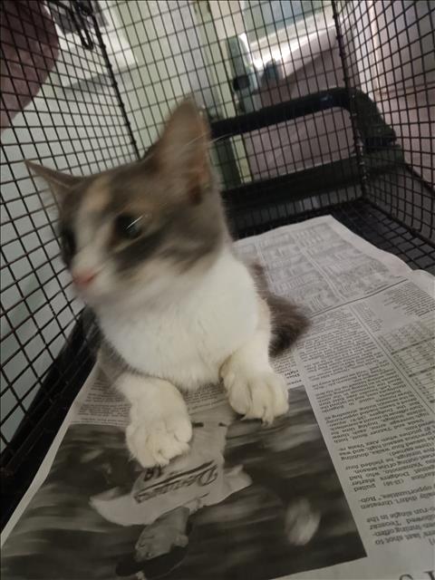 Shelter Stray Female Cat last seen , 1850 W 60th St, Los Angeles, CA 90047, USA