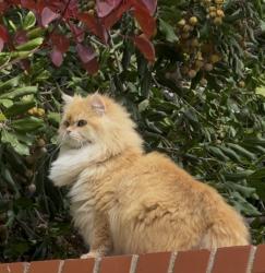 Lost Female Cat last seen via Del Buey, Yorba Linda, CA 92886