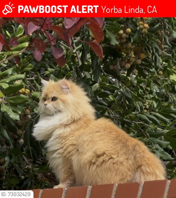 Lost Female Cat last seen via Del Buey, Yorba Linda, CA 92886