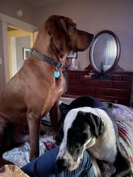Lost Male Dog last seen Wallace Ave at Wrocklage, Louisville, KY 40205