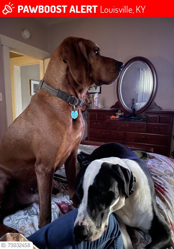 Lost Male Dog last seen Wallace Ave at Wrocklage, Louisville, KY 40205