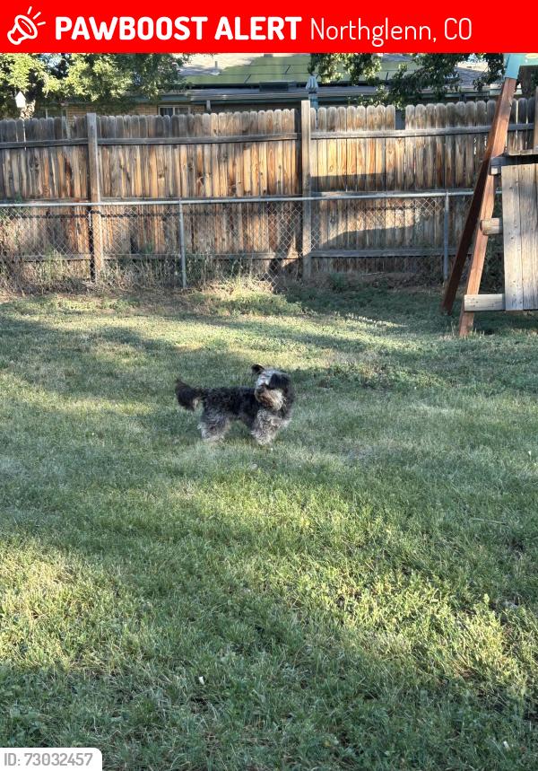 Lost Male Dog last seen Covey ct Northglenn co, Northglenn, CO 80260