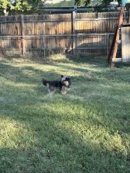 Lost Male Dog last seen Covey ct Northglenn co, Northglenn, CO 80260