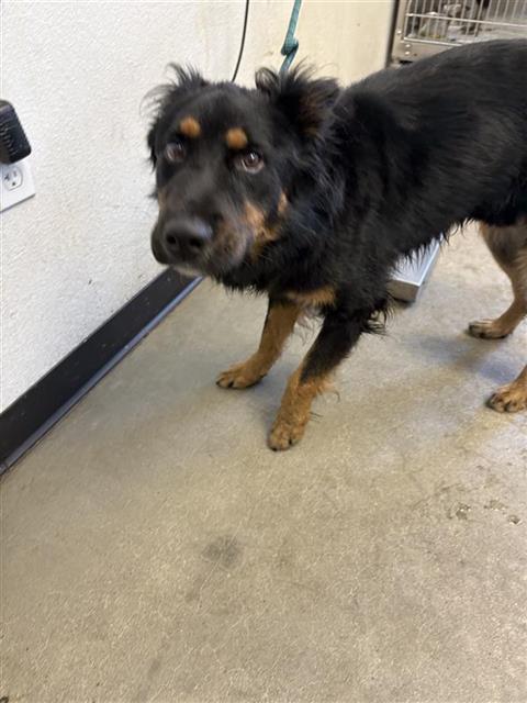 Shelter Stray Male Dog last seen Near BLOCK E KINGS CANYON RD, FRESNO CA 93727 4627, 5277 E Airways Blvd, Fresno, CA 93727, USA