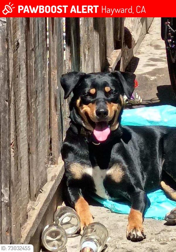 Lost Female Dog last seen Fairway park, Hayward, CA 94544