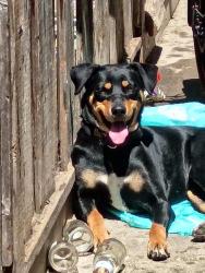 Lost Female Dog last seen Fairway park, Hayward, CA 94544