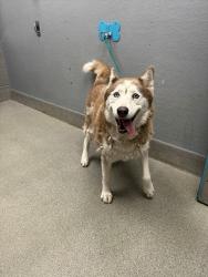Shelter Stray Male Dog last seen Near BLK ACCENT CT, LAS VEGAS NV 89108, 655 N Mojave Rd, Las Vegas, NV 89101, USA