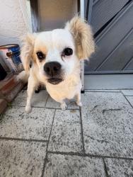 Found/Stray Male Dog last seen Fordham St, San Pablo, CA 94806