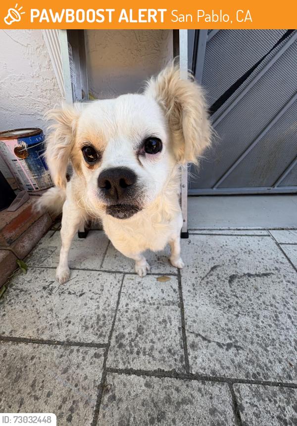 Found/Stray Male Dog last seen Fordham St, San Pablo, CA 94806