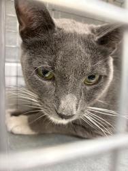 Shelter Stray Male Cat last seen Near BLK W TROPICAL PKWY, LAS VEGAS NV 89149, 655 N Mojave Rd, Las Vegas, NV 89101, USA