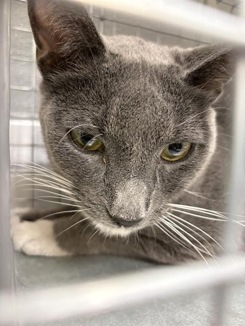 Shelter Stray Male Cat last seen Near BLK W TROPICAL PKWY, LAS VEGAS NV 89149, 655 N Mojave Rd, Las Vegas, NV 89101, USA