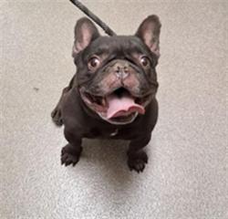 Shelter Stray Male Dog last seen E SAHARA AVE & S LAMB BLVD, 655 N Mojave Rd, Las Vegas, NV 89101, USA