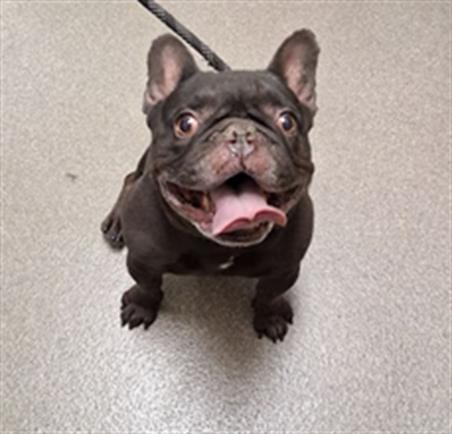 Shelter Stray Male Dog last seen E SAHARA AVE & S LAMB BLVD, 655 N Mojave Rd, Las Vegas, NV 89101, USA