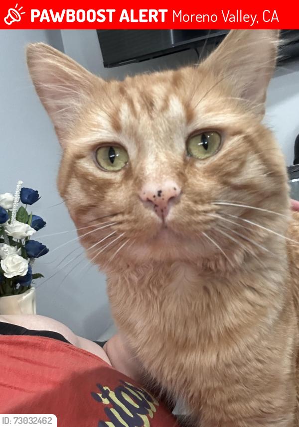 Lost Male Cat last seen Vista springs apmts , Moreno Valley, CA 92557
