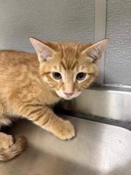 Shelter Stray Male Cat last seen Near BLK OF NELSON AVE, 655 N Mojave Rd, Las Vegas, NV 89101, USA