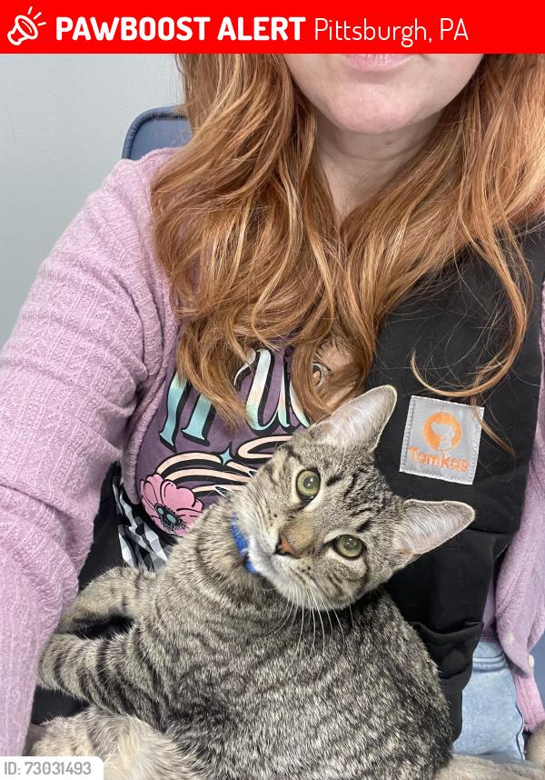 Lost Male Cat last seen Etna, Kittanning St, Lincoln St, Pittsburgh, PA 15223