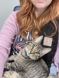Lost Male Cat last seen Etna, Kittanning St, Lincoln St, Pittsburgh, PA 15223