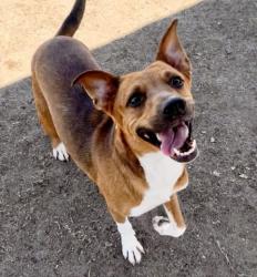 Shelter Stray Female Dog last seen EDISON RD, ARVIN CA 93203, 3951 Fruitvale Ave, Bakersfield, CA 93308, USA