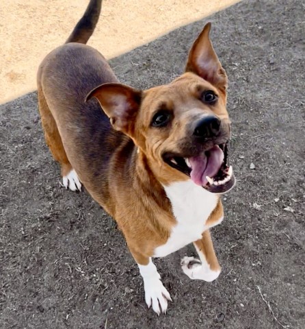 Shelter Stray Female Dog last seen EDISON RD, ARVIN CA 93203, 3951 Fruitvale Ave, Bakersfield, CA 93308, USA