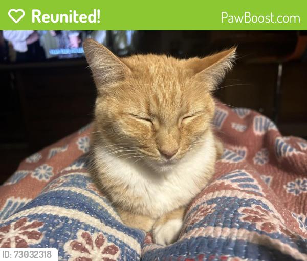 Reunited Female Cat last seen Nelson and Newcombe Street, Arvada, CO 80004